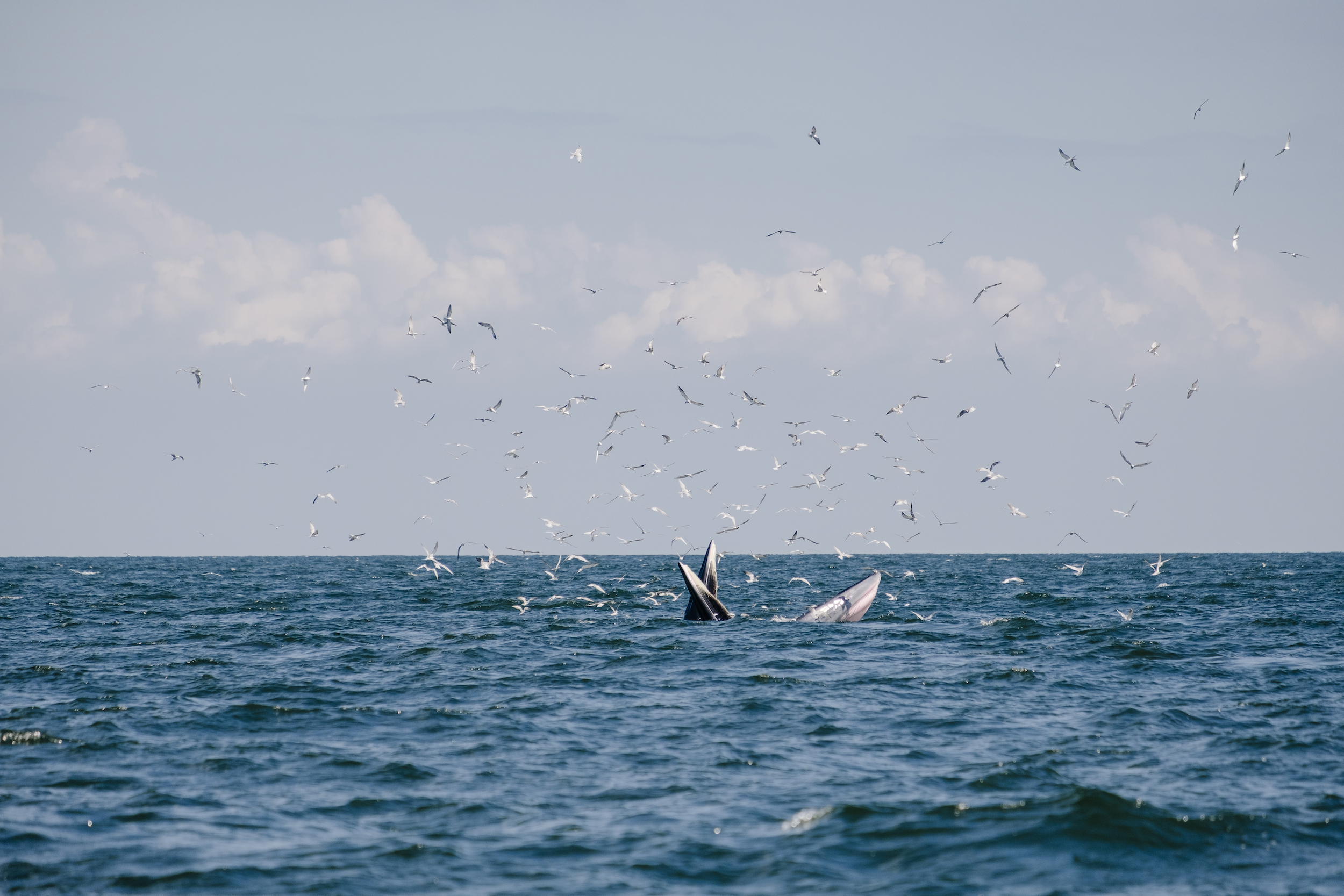 A whale breaking the surface surrounded by seagulls
